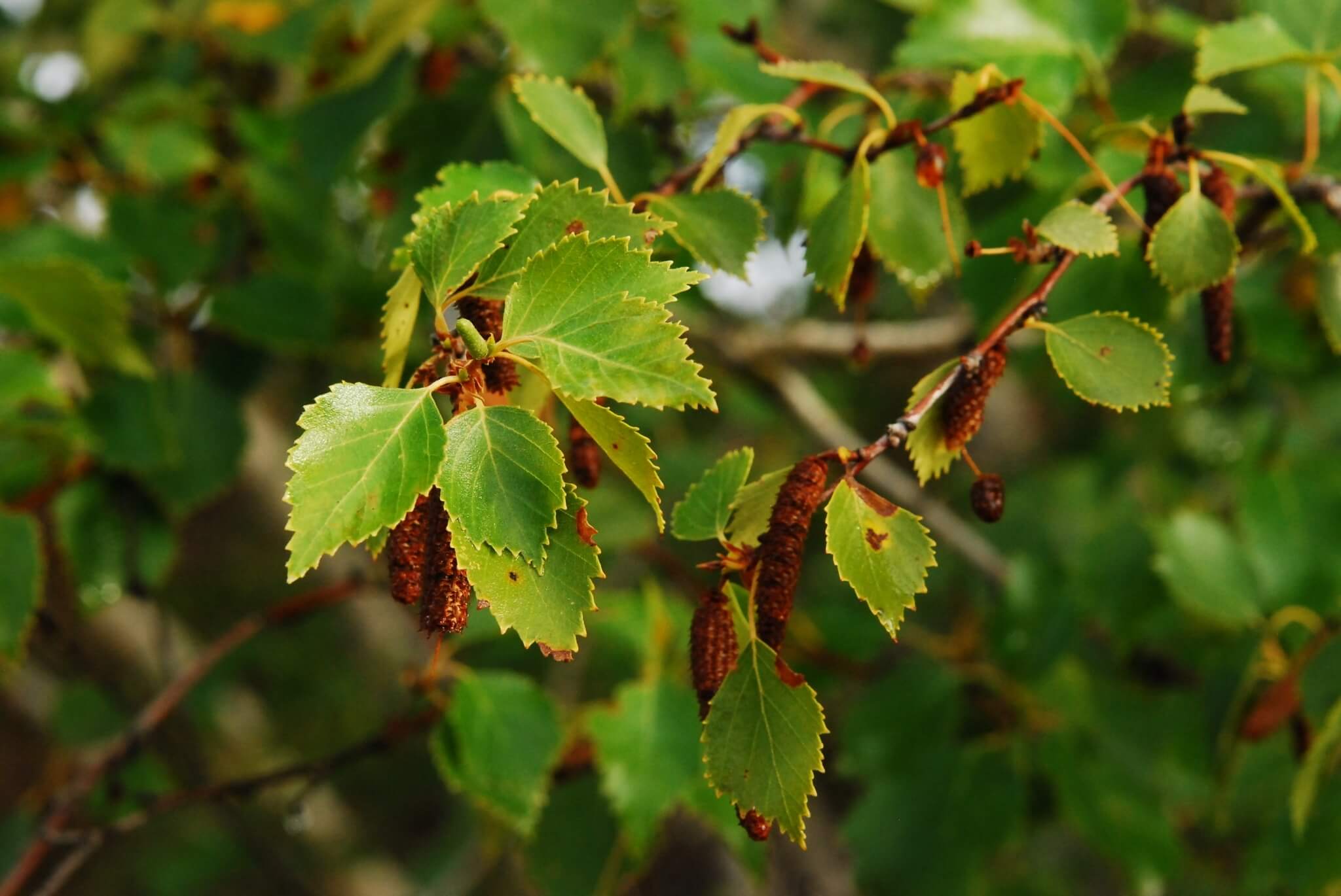 Betula alba